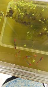 Red Head Guppy Fish 