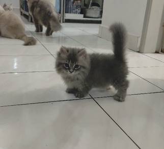Munchkin female 