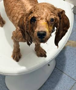 pure breed toy poodle