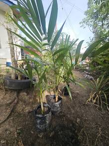 Anak pokok pinang besar untuk dijual