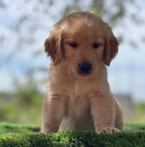 golden retriever puppies t
