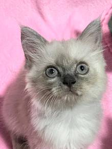 DLH mix | Cute, Fluffy & Chill Siamese Girl Kitten