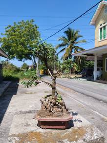 Bongsai Serissa
