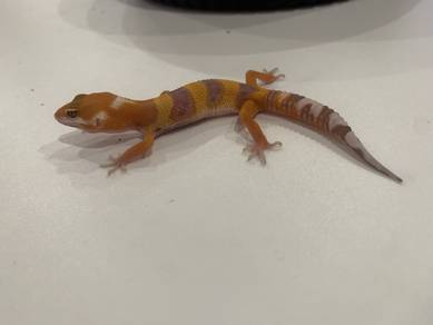 Leopard Gecko - Tremper