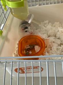 husky hamester with cage