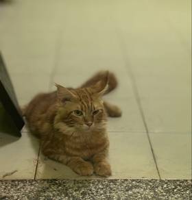 mating mainecoon