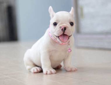 FRENCH BULLDOG PUPPIES 🌻VIP163 Boy-Girl