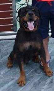pure guard line rottweier 