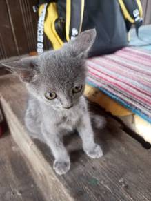 British Shorthair 