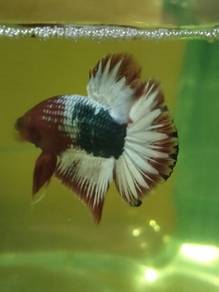 ikan laga betta  fish 