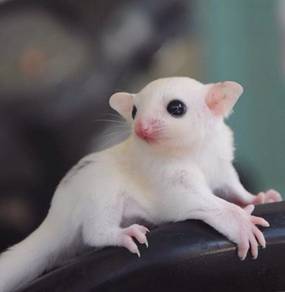 sugar glider jinak