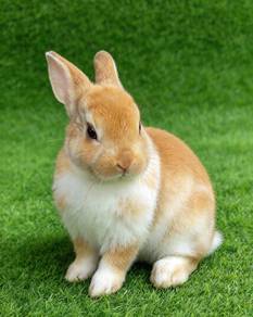 Arnab Minirex (Bulu Baldu Lembut)