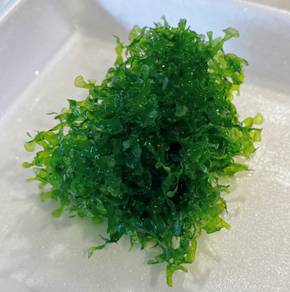 Pelia Moss,Hornwort Aquatic Plant For Sale