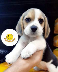 WWR305 Beagle healthy tri color puppy dog