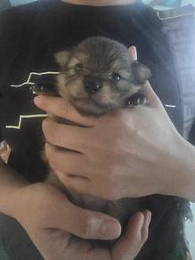 Pomerainian Puppies