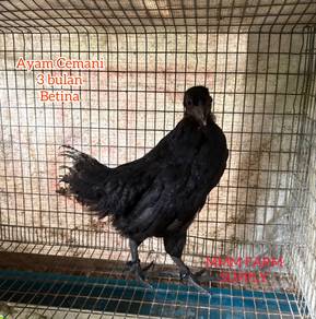 Ayam Cemani B