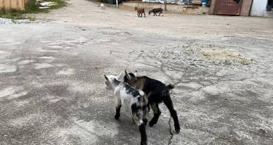 Pygmy Goat