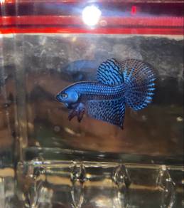 wild betta