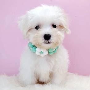 Bichon