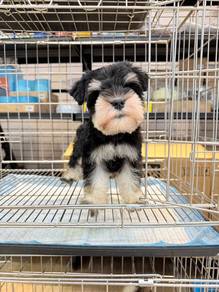 SS3000 #MKA Mini Schnauzer black silver color male