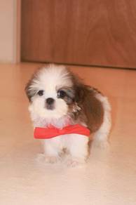 E7 Fluffy Shih Tzu Puppy
