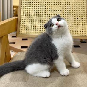 Scottish fold male kitten for sale