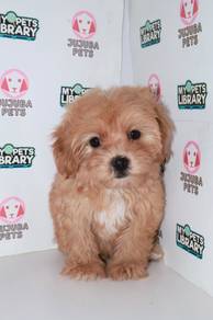 J0088 Maltipoo Soft Curly Fluffy Puppy