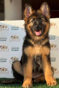 German Shepherd