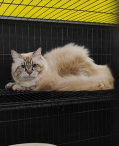 siberian proven pure breed 