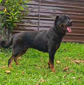 Rottweiler