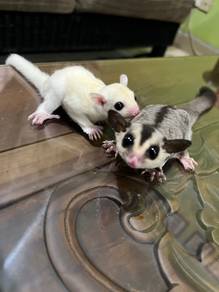Sugar Glider nak letgo sepasang