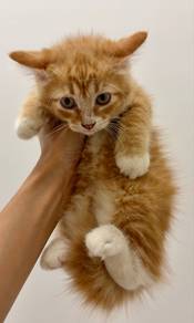 Cute Oyen