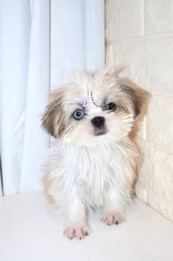 J0176 Shih Tzu Big Eyes Baby Face Puppy