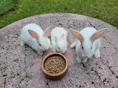 Rabbit baby cute ❤️❤️❤️🐰🐰🐰