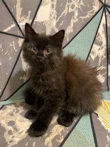 Himalayan kitten