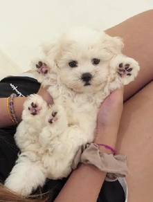J0298 Maltese White Teddy Face Puppy