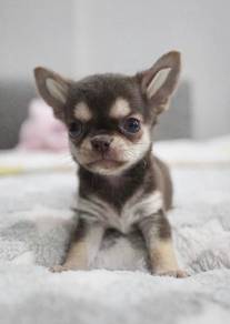 CHIHUAHUA PUPPIES VIP256🌷Head Apple Cute Dog