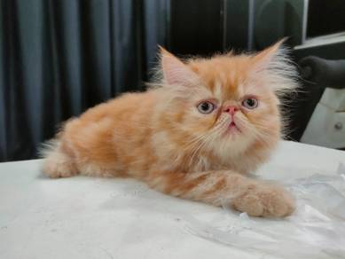 Cute Cat ! Kucing Parsi Persian Flat Face Kitten