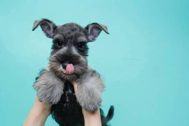 Schnauzer