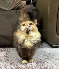 Supershort Munchkin