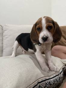 Nose-nudger Beagle cute playful and friendly famil
