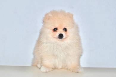 H40 Little Pomeranian Dog