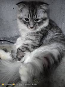 kucing untuk dilepaskan