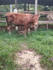 Lembu limosin betina unruk dijual