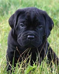 GGT1110 Cane Corso mastiff #MKA reg