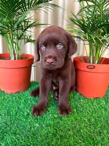 Labrador retriever