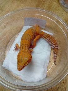 Leopard Gecko