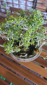 bonsai 