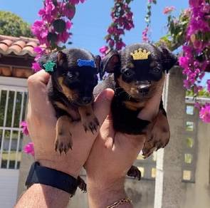 mini pinscher 