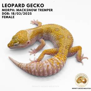 Leopard Gecko Macksnow Tremper Malaysia JB 